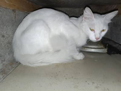 turkish angora