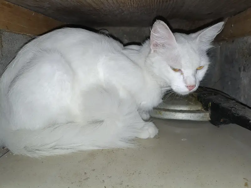 turkish angora — photo 2