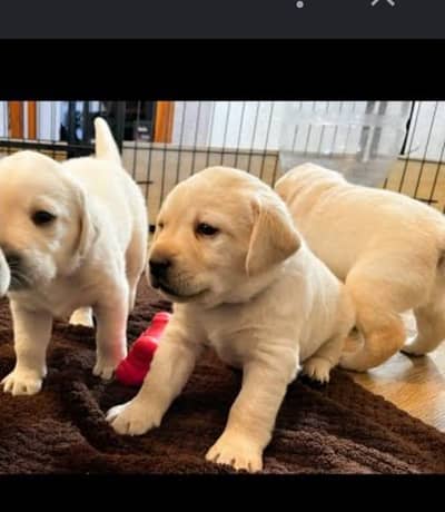 Imported Golden Retriever Puppies Available