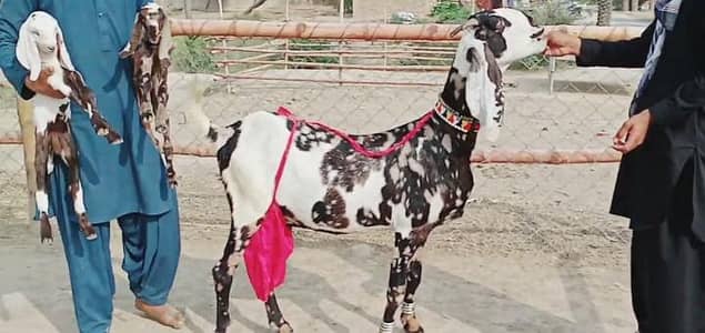 2 Bacchon ka sath Desi Bakri For Sale call _03369794037
