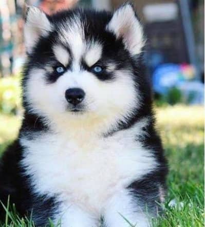 Imported Siberian Husky Blue Eyes