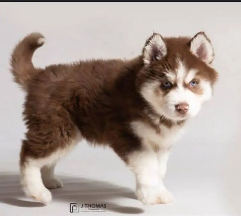 Imported Siberian Husky Blue Eyes — photo 2