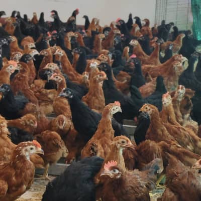 Commercial Black Australorp - Rhode Island Red