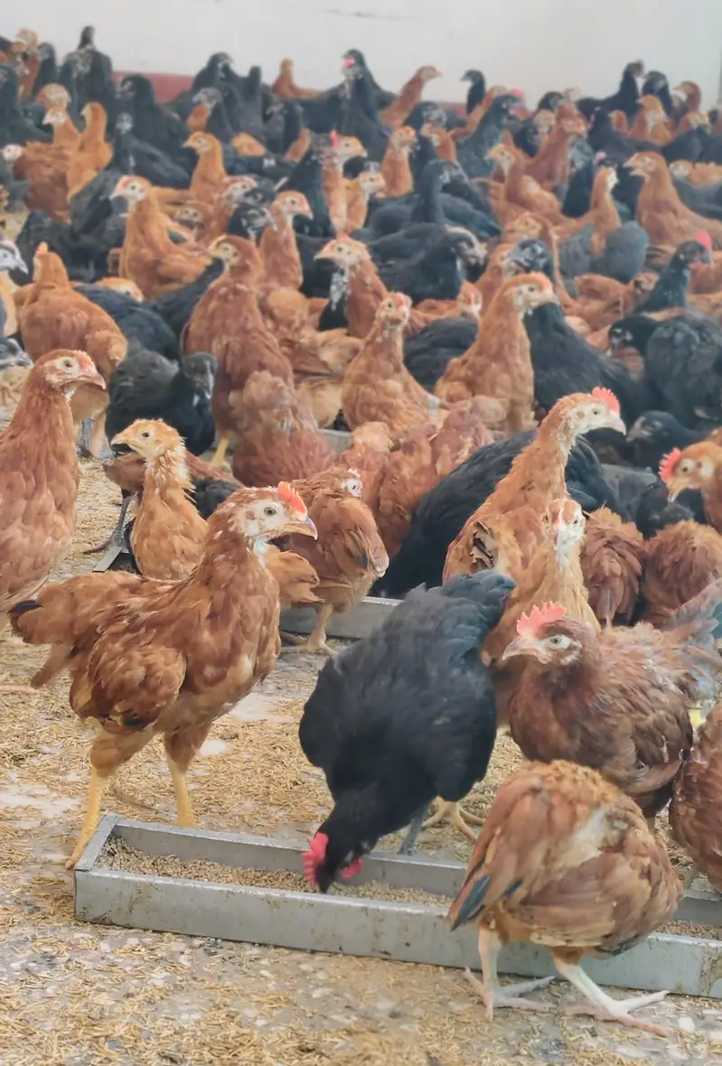 Commercial Black Australorp - Rhode Island Red — photo 2