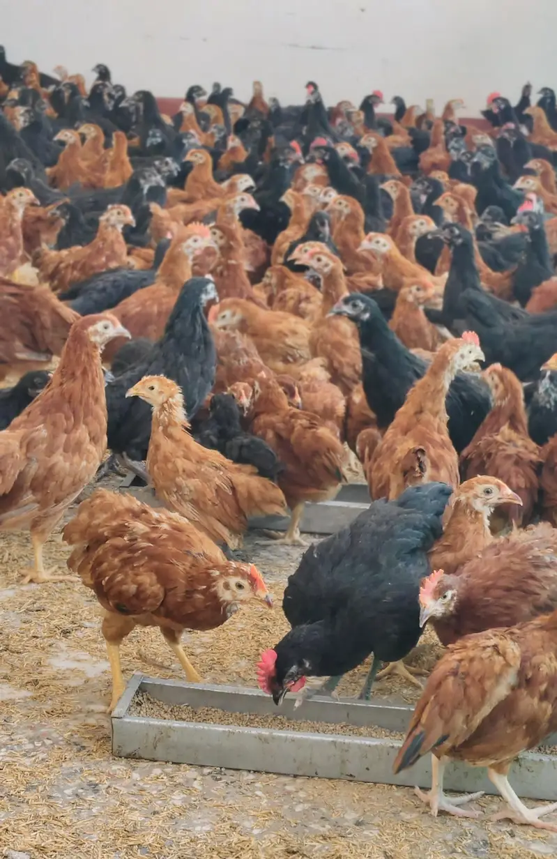 Commercial Black Australorp - Rhode Island Red — photo 3