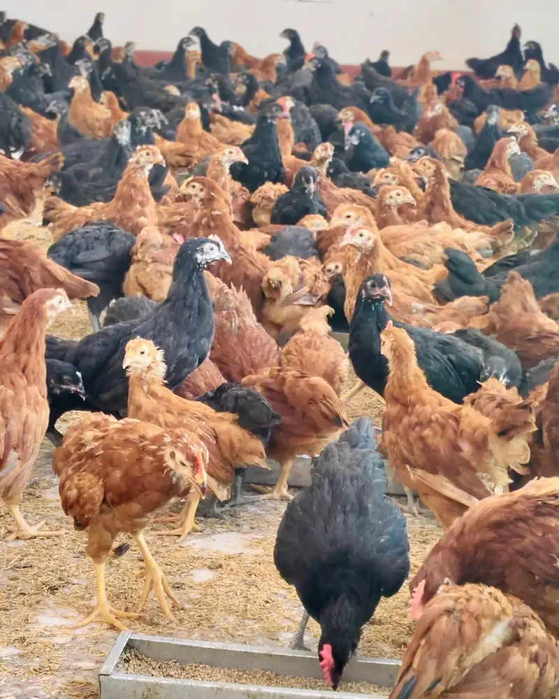 Commercial Black Australorp - Rhode Island Red — photo 4