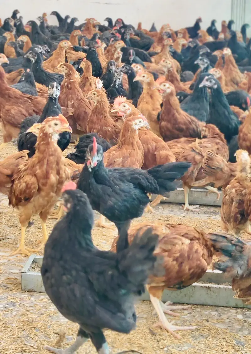 Commercial Black Australorp - Rhode Island Red — photo 5