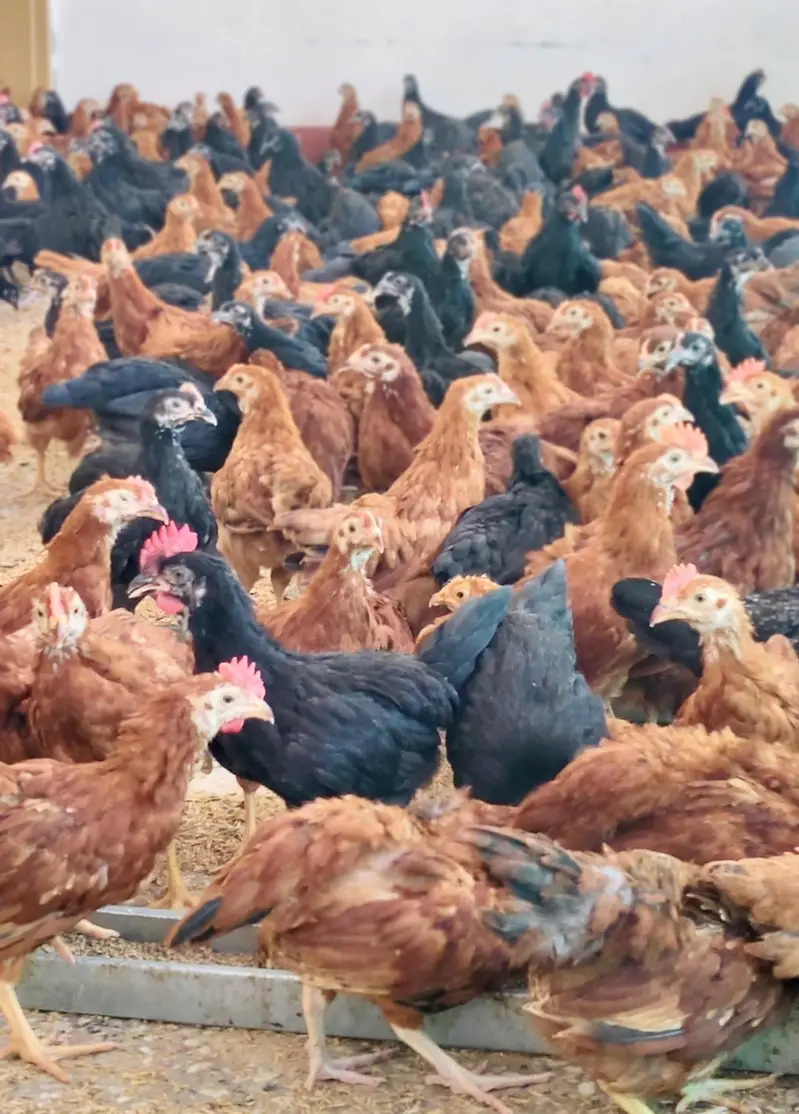 Commercial Black Australorp - Rhode Island Red — photo 6