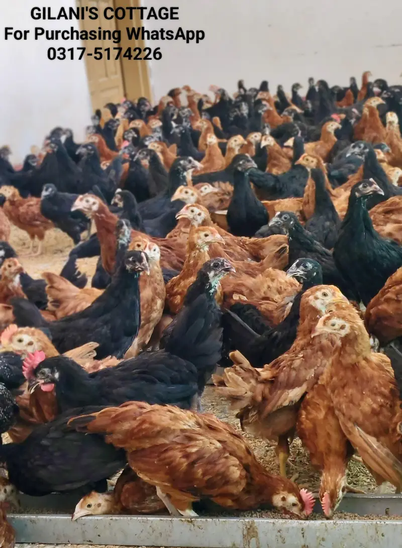 Commercial Black Australorp - Rhode Island Red — photo 7