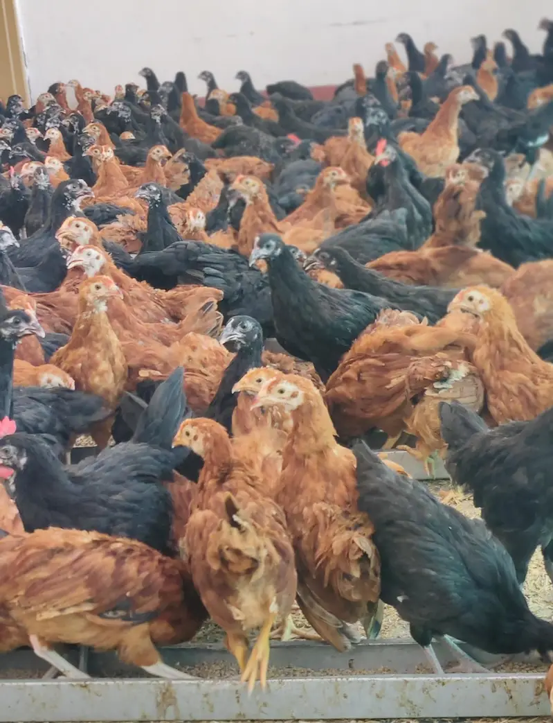 Commercial Black Australorp - Rhode Island Red — photo 8