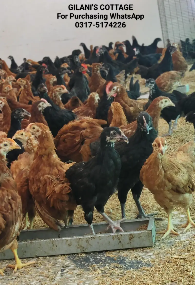 Commercial Black Australorp - Rhode Island Red — photo 9