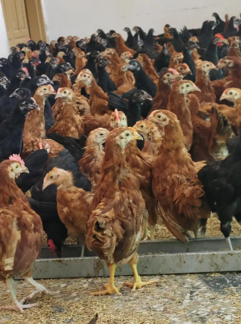 Commercial Black Australorp - Rhode Island Red — photo 10