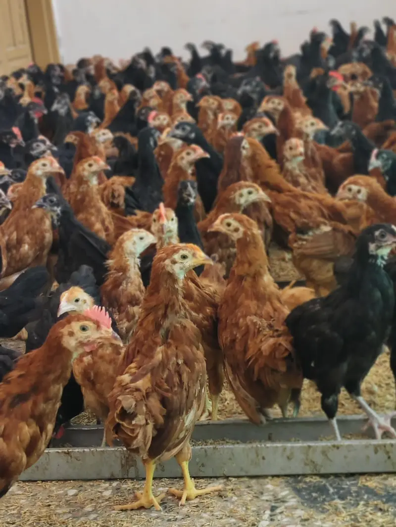 Commercial Black Australorp - Rhode Island Red — photo 11