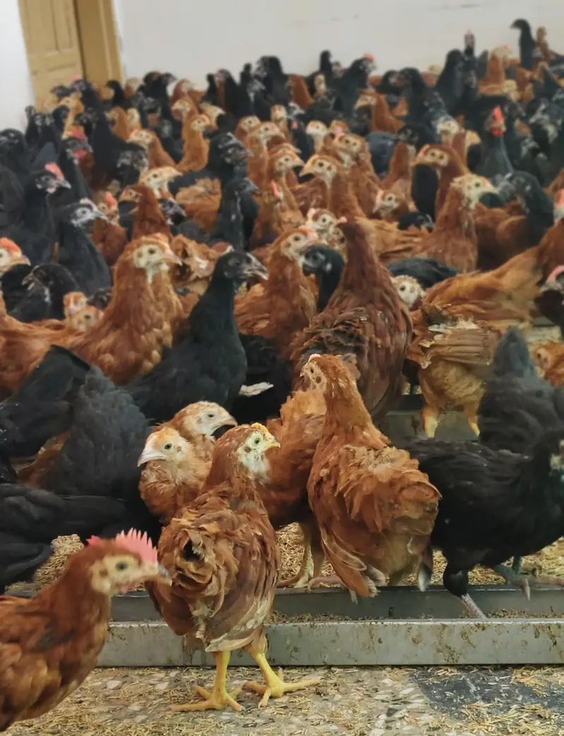 Commercial Black Australorp - Rhode Island Red — photo 12