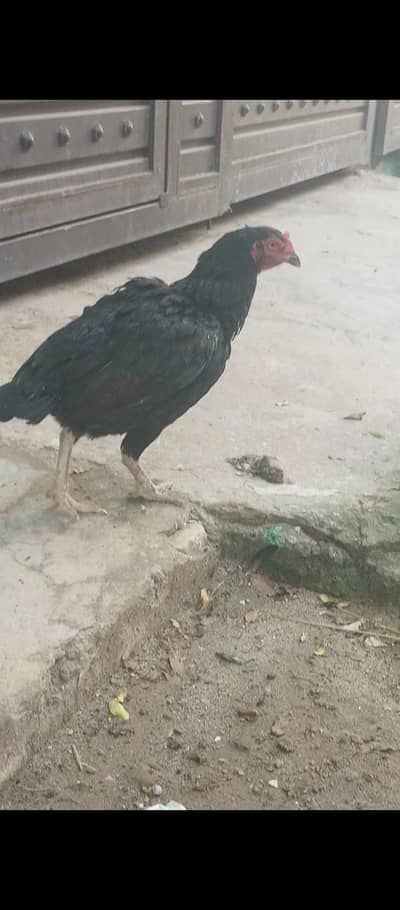 Aseel Mad iand ningnack parat tame