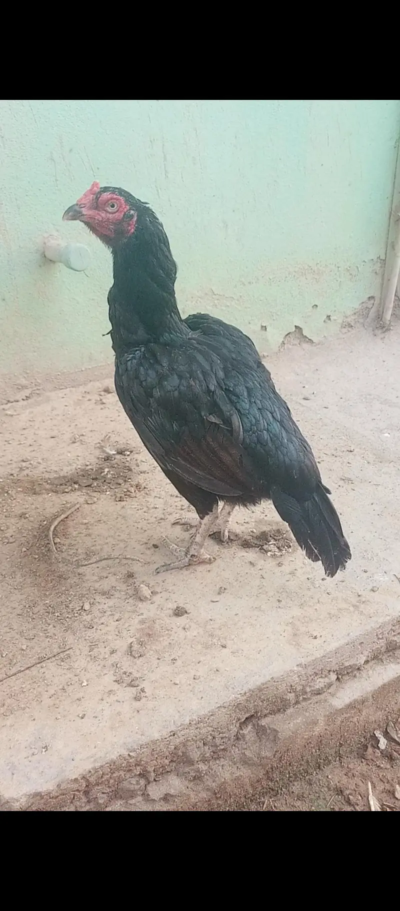 Aseel Mad iand ningnack parat tame — photo 2