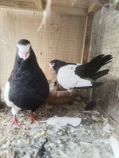 1 Sabz Sherazi Breader pair & One Chick