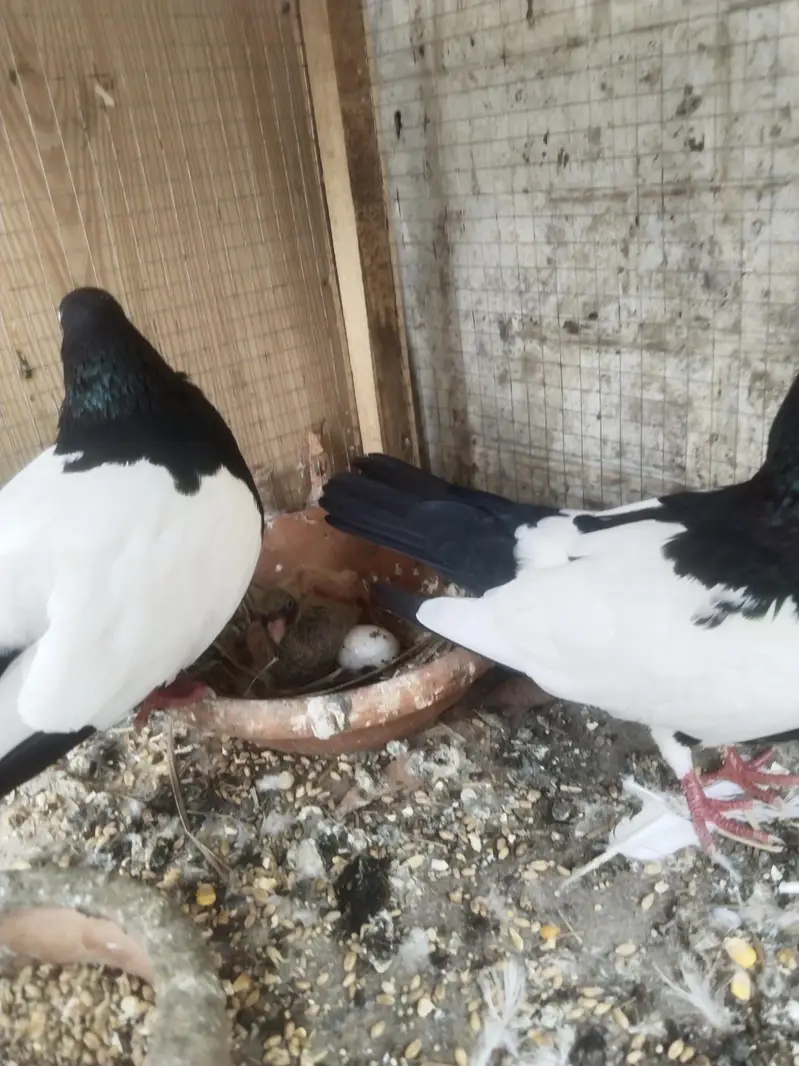 1 Sabz Sherazi Breader pair & One Chick — photo 2