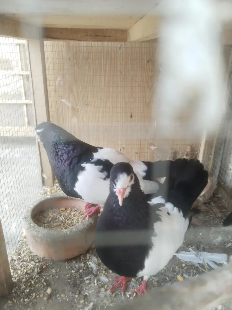 1 Sabz Sherazi Breader pair & One Chick — photo 3