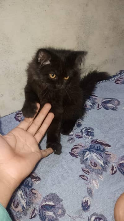black Persian mix cat for seal