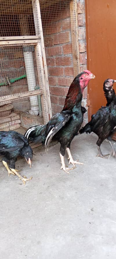 2 murghi or 1 murgha