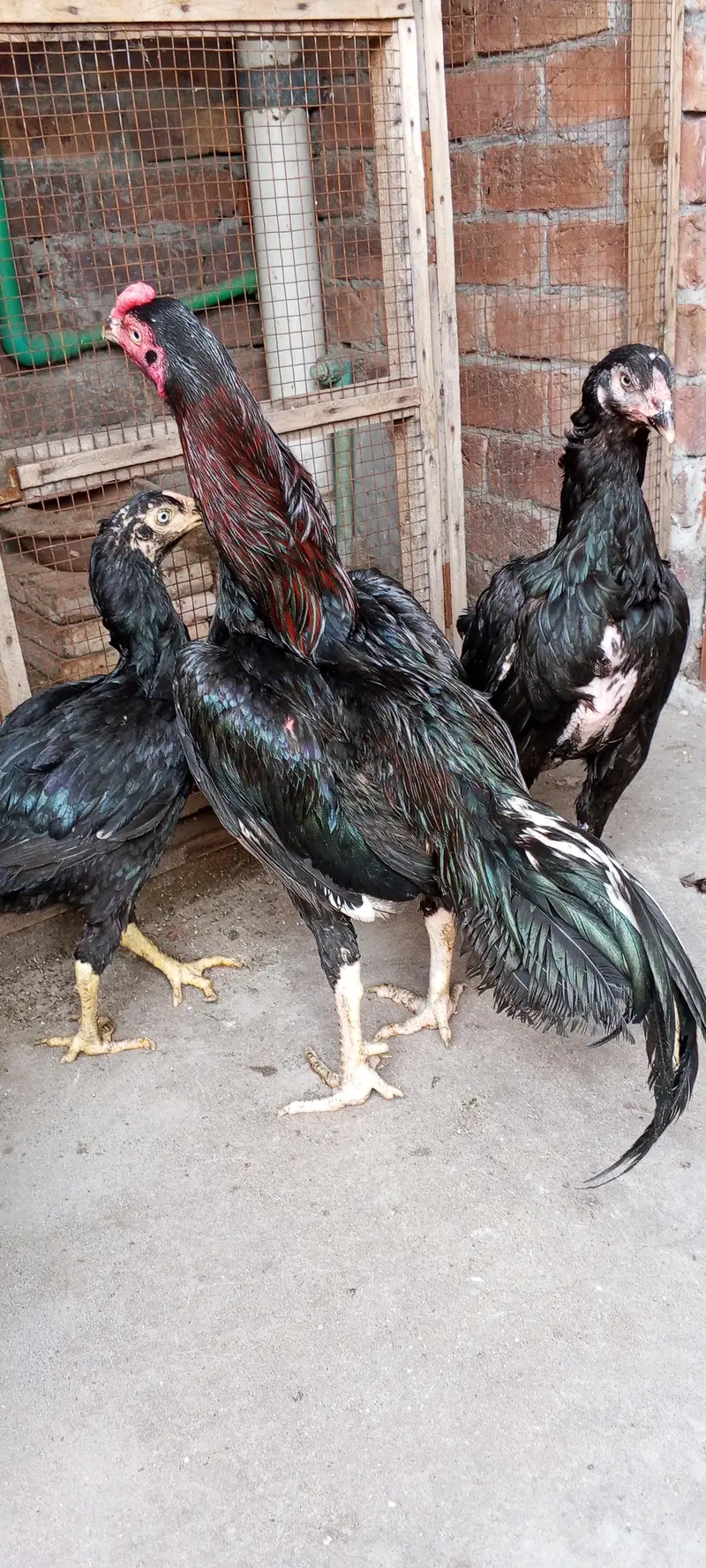 2 murghi or 1 murgha — photo 2