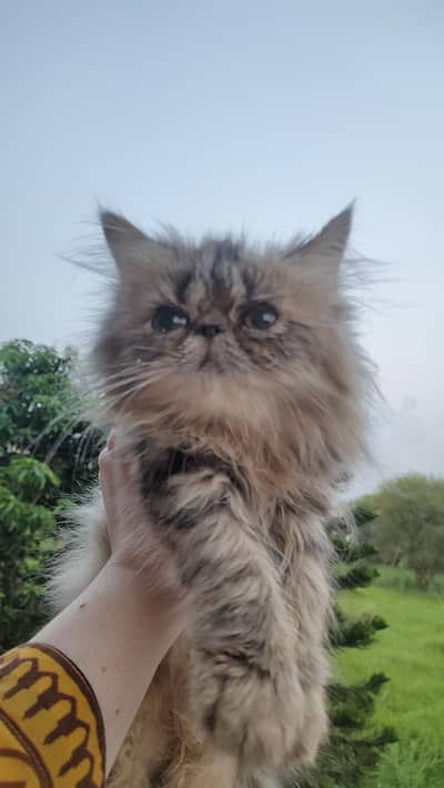 persian tabby male kitten