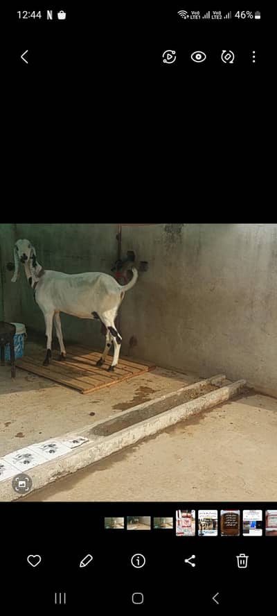 Rajanpuri bakri.