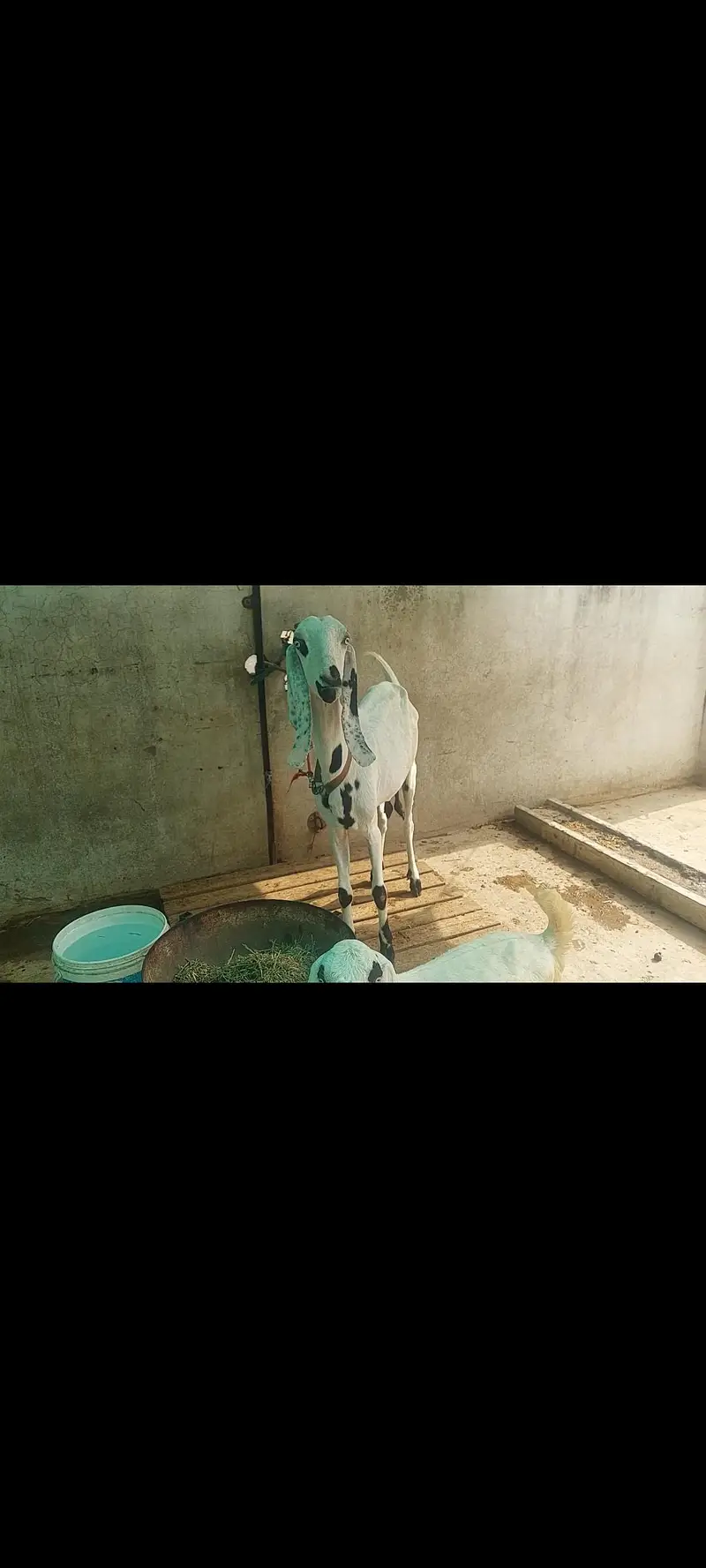 Rajanpuri bakri. — photo 2