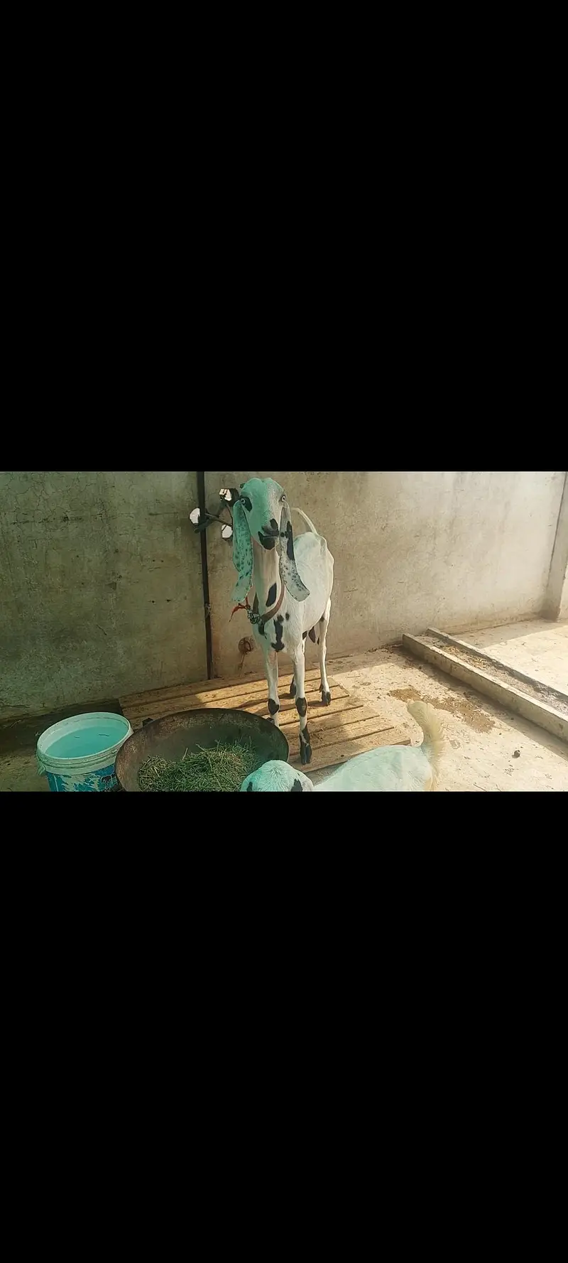 Rajanpuri bakri. — photo 3