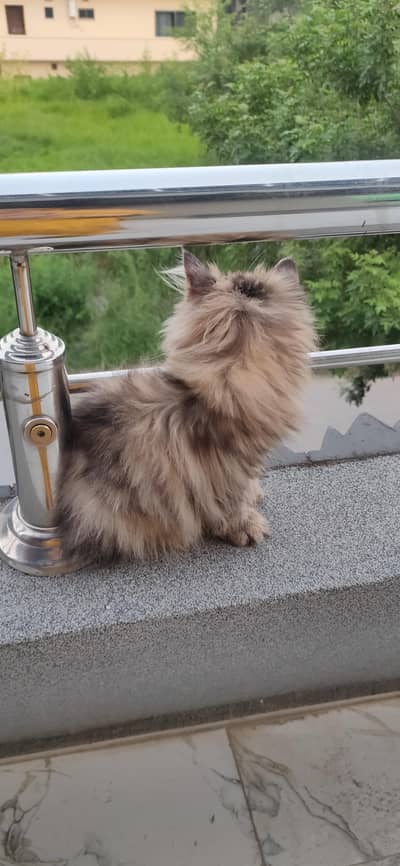 persian male kitten