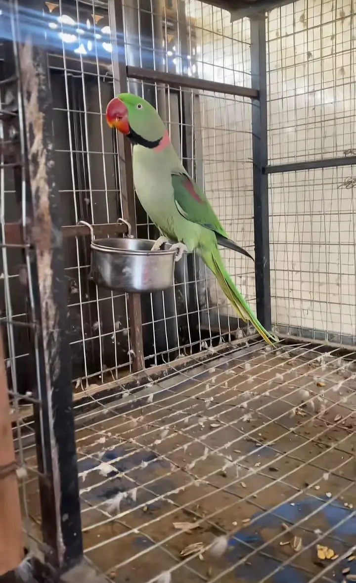 Kashmiri raw parrot for sale — photo 2