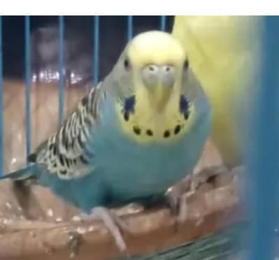 Budgies Breeder Pair Available Australian parrots Bajri
