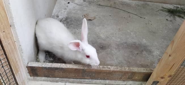 Female rabbit available for sale