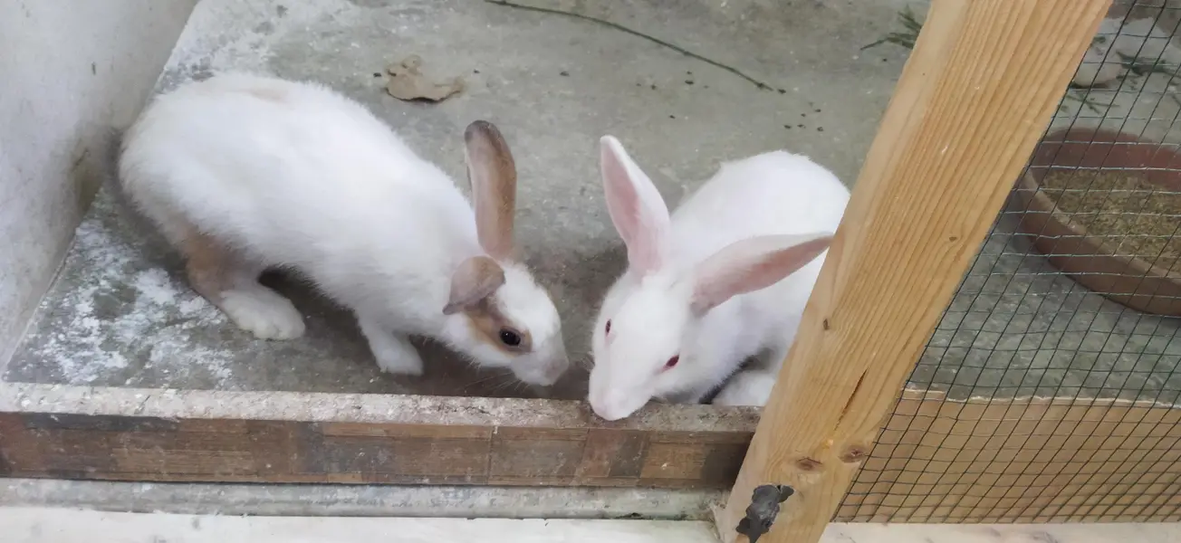 Female rabbit available for sale — photo 2