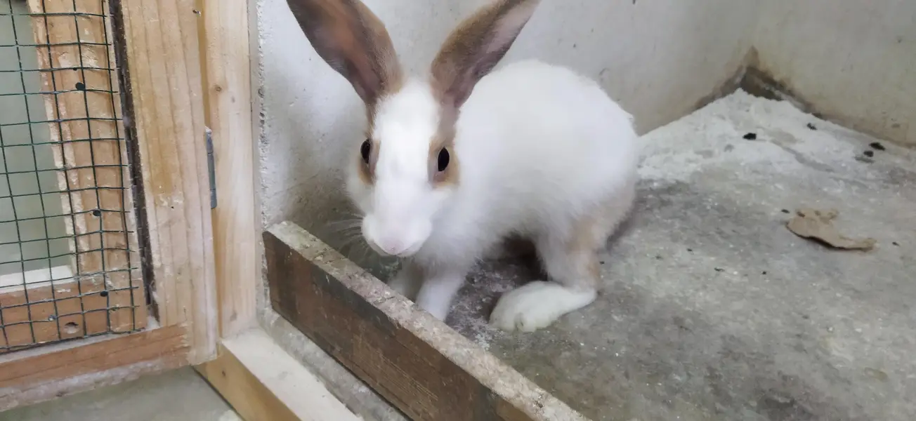 Female rabbit available for sale — photo 3