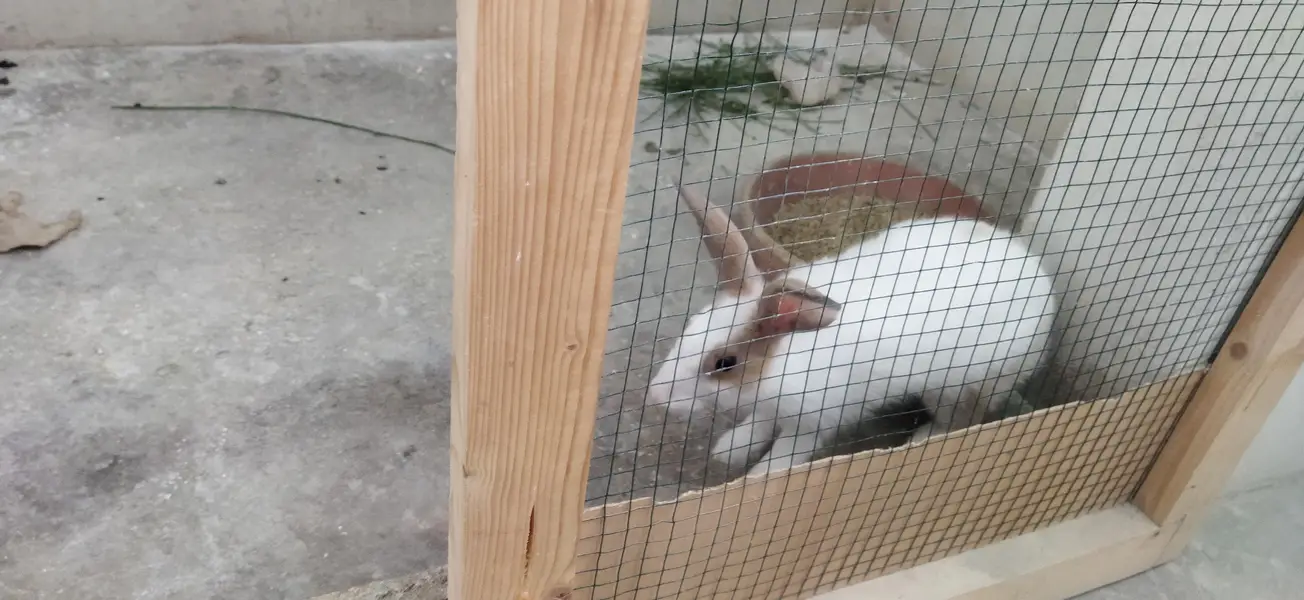Female rabbit available for sale — photo 4