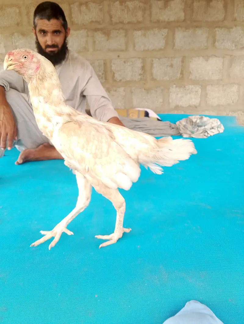 Parrot beak aseel madi — photo 2