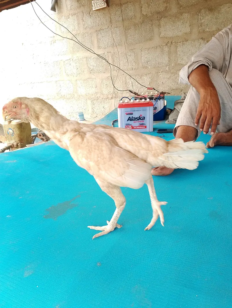 Parrot beak aseel madi — photo 3