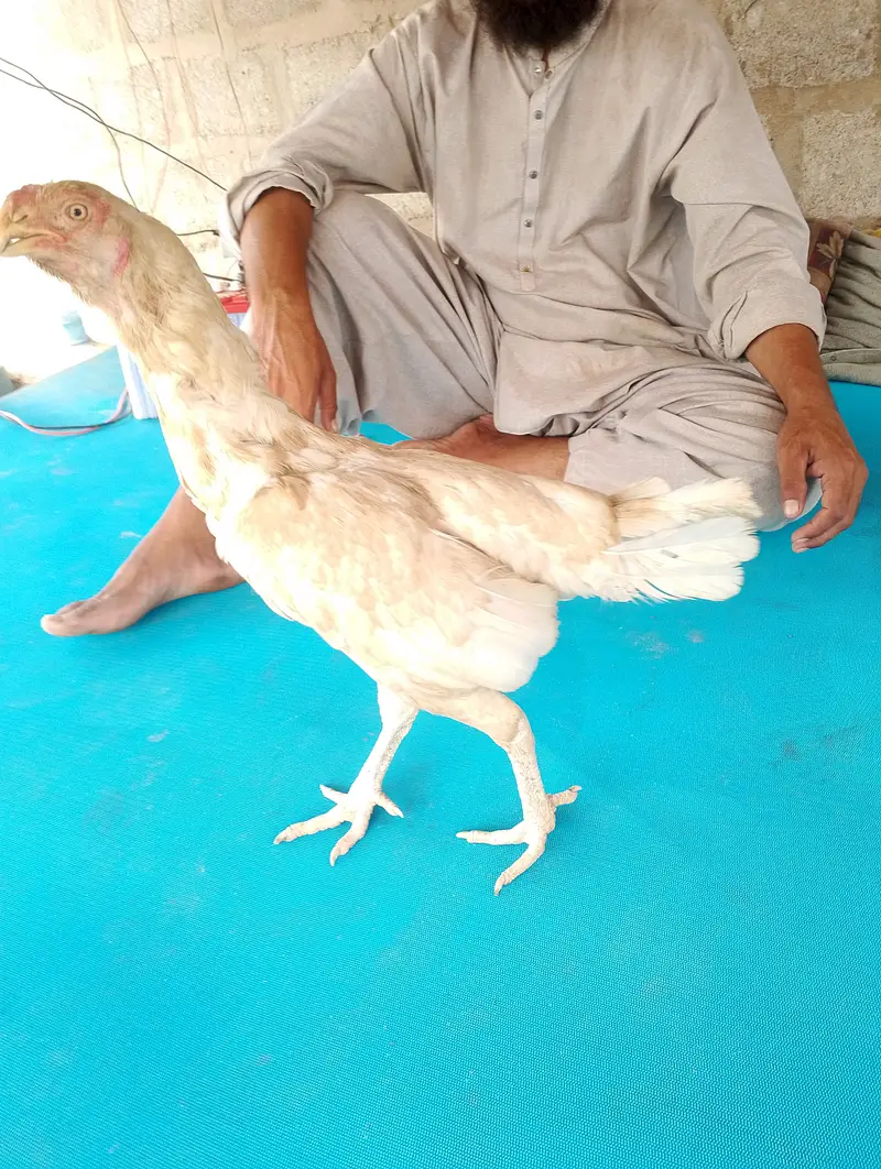 Parrot beak aseel madi — photo 4