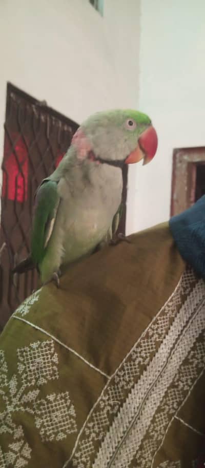 Hand Tame Talking Parrot – 1.5 Years Old