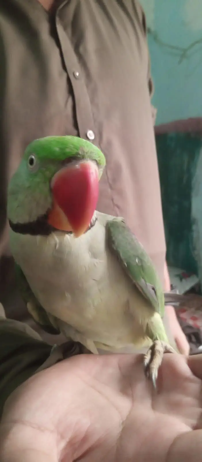 Hand Tame Talking Parrot – 1.5 Years Old — photo 2