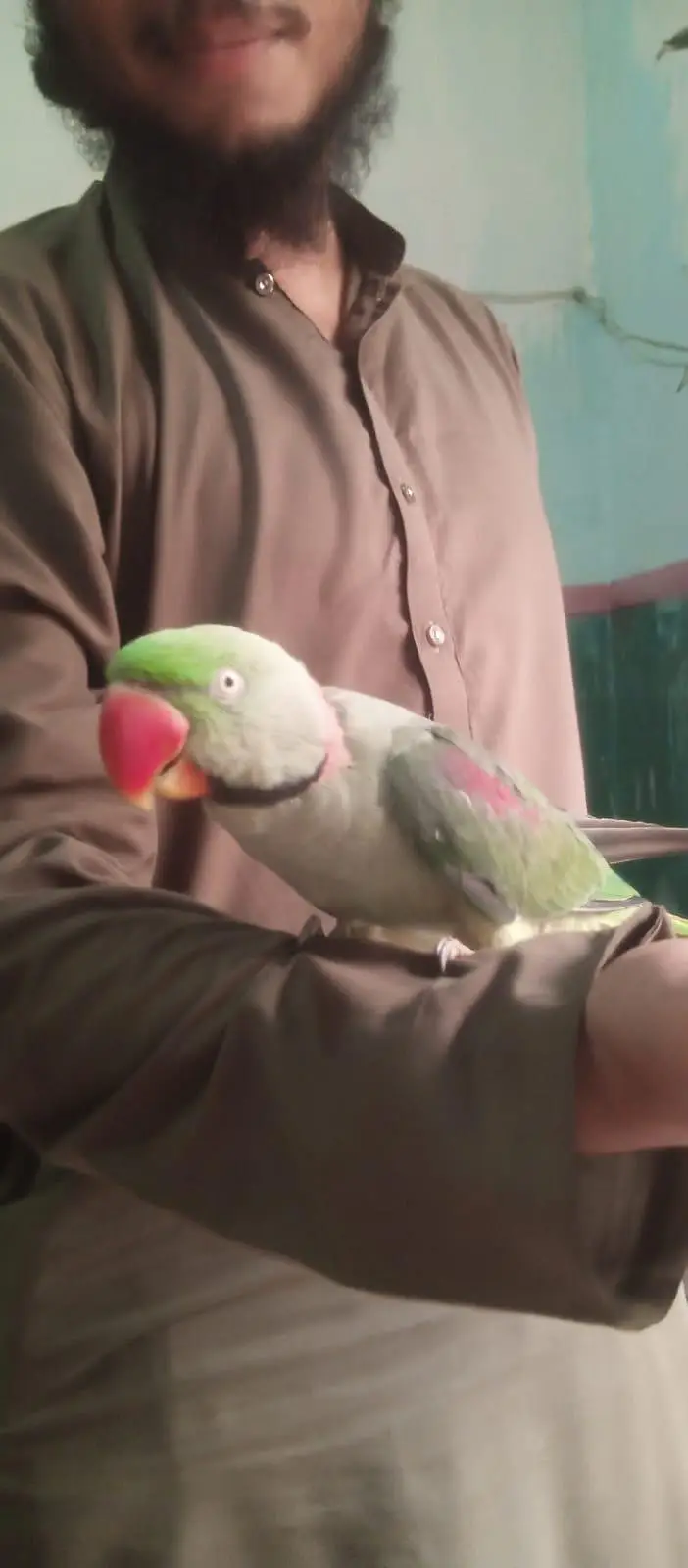 Hand Tame Talking Parrot – 1.5 Years Old — photo 3
