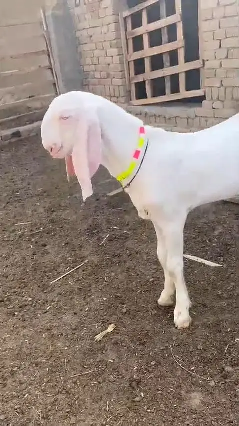 Gulabi Bakra Urgent For Sale/ 03228067847 — photo 2