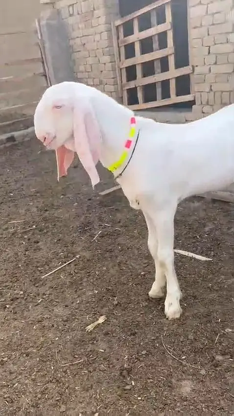 Gulabi Bakra Urgent For Sale/ 03228067847 — photo 4
