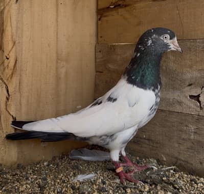 Taddy Breeder male for sale