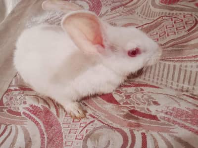 1 buny