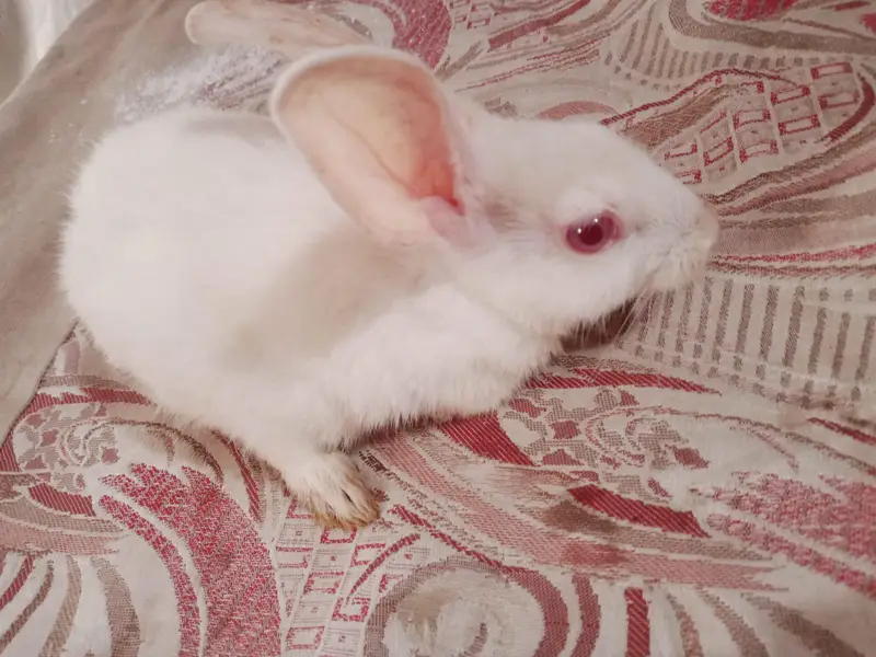 1 buny
