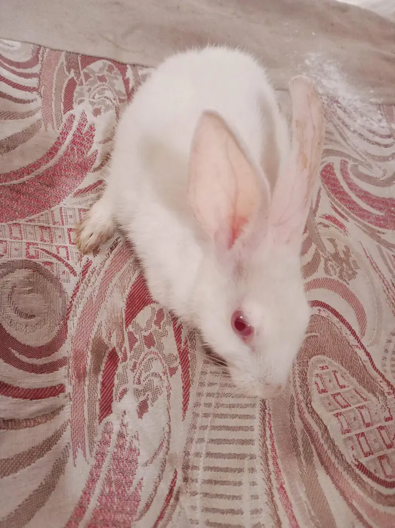 1 buny — photo 2