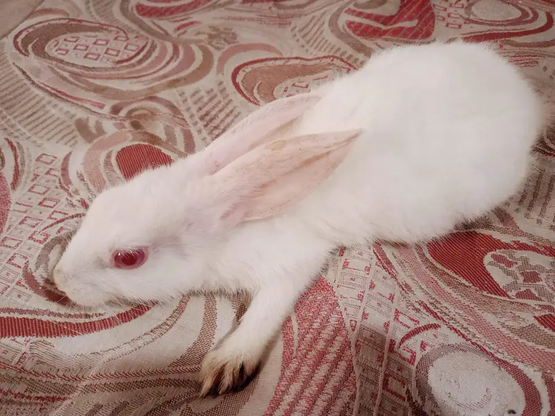 1 buny — photo 3
